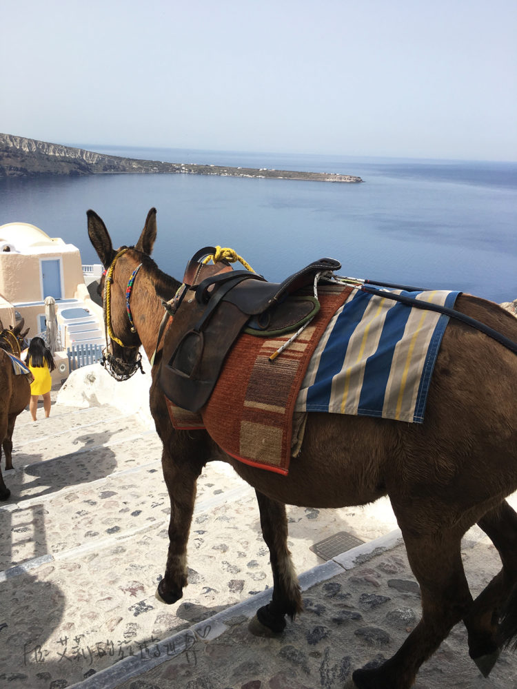 donky-santorini-oia-%e9%a9%a2%e5%ad%90