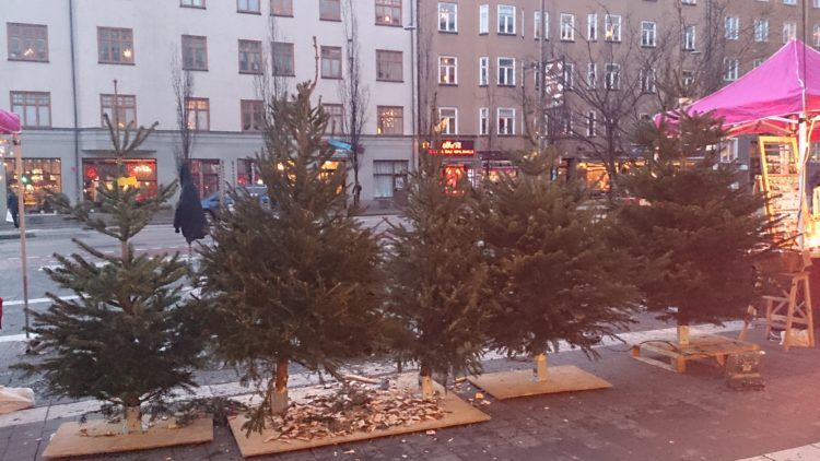 Christmas trees in Stockholm