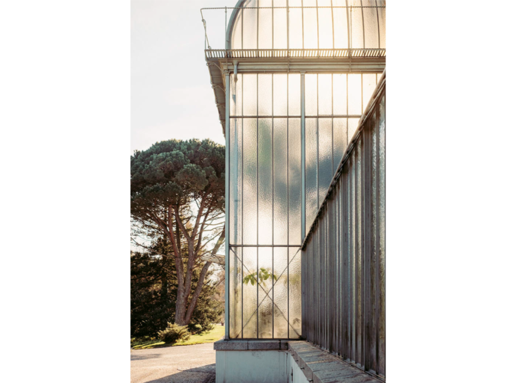 拍出植物朦朧美！瑞士攝影師Samuel Zeller如印象派畫作的溫室植物攝影